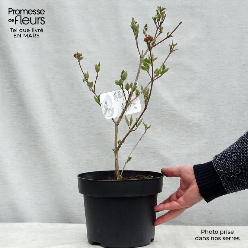 Exemplaar van Viburnum carlesii - Koreaanse sneeuwbal Pot van 4 l/5 l zoals geleverd in de winter