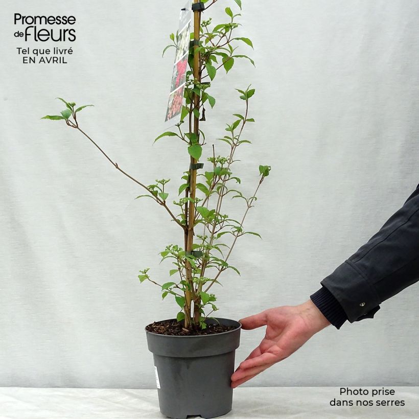 Exemplaar van Viburnum plicatum Kilimanjaro Sunrise - Japanse sneeuwbal Pot van 2 l/3 l zoals geleverd in de lente