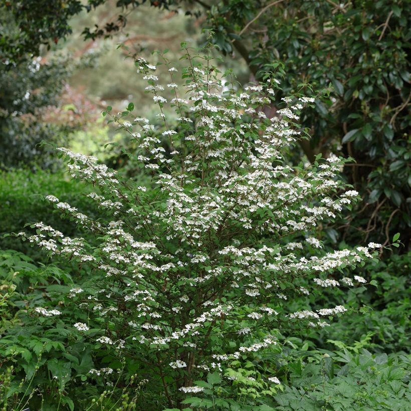 Viburnum plicatum Kilimanjaro Sunrise - Japanse sneeuwbal (Groeiplaats)