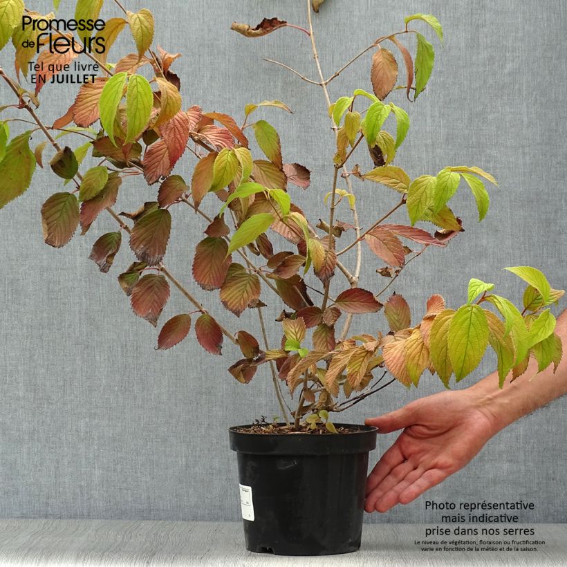 Exemplaar van Viburnum plicatum Mariesii - Japanse sneeuwbal Pot van 3 l/4 l zoals geleverd in de zomer