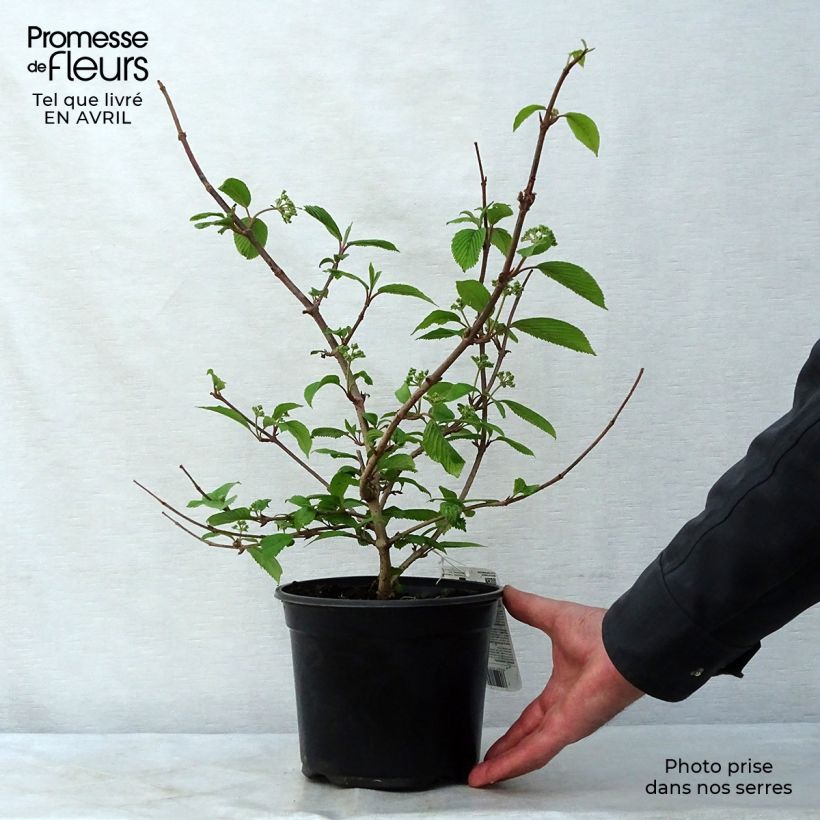 Exemplaar van Viburnum plicatum Mariesii - Japanse sneeuwbal Pot van 3 l/4 l zoals geleverd in de lente