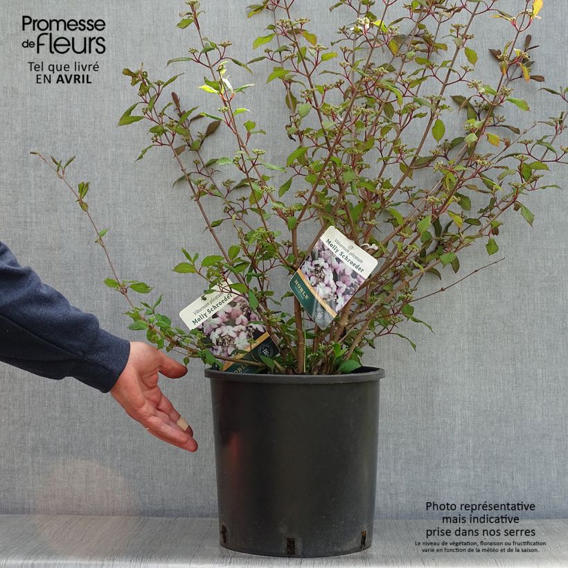 Exemplaar van Viburnum plicatum Molly Schroeder - Japanse sneeuwbal Pot van 7,5 l/10 l zoals geleverd in de lente