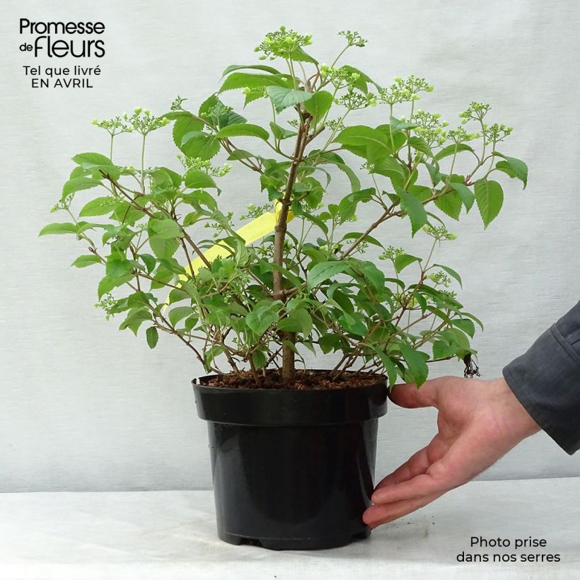 Example of Viburnum plicatum Shasta - Japanse sneeuwbal Pot van 3 l/4 l as you get in printemps