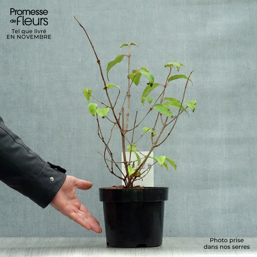 Exemplaar van Viburnum plicatum Shasta - Japanse sneeuwbal Pot van 3 l/4 l zoals geleverd in de herfst