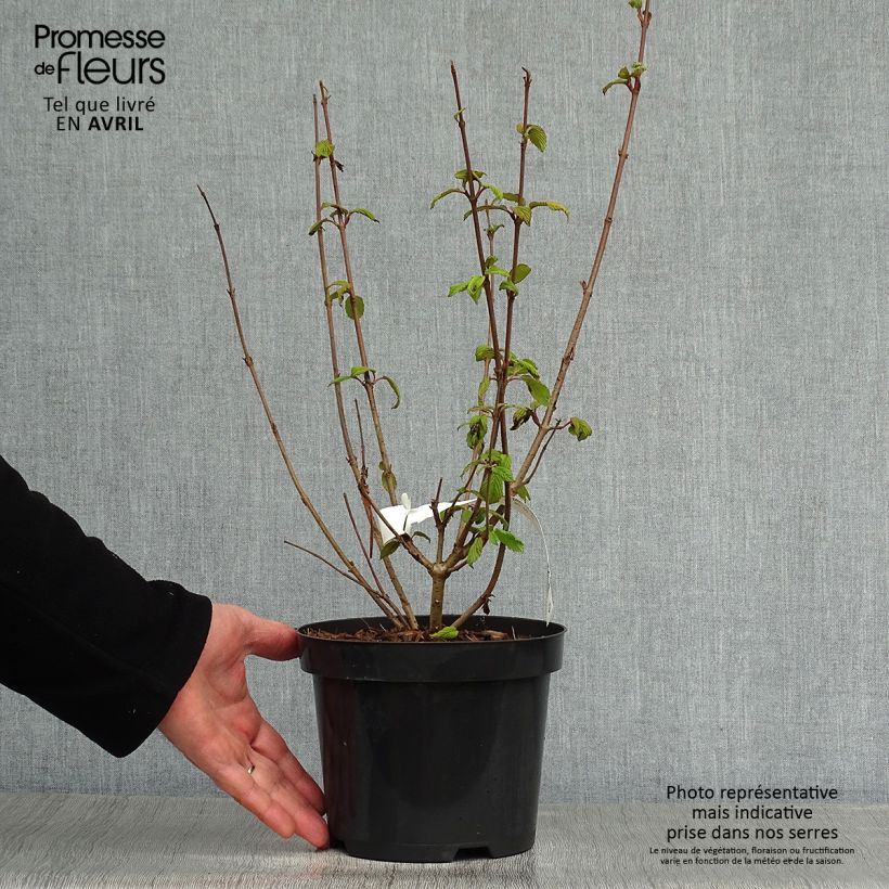 Exemplaar van Viburnum plicatum Tomentosum - Japanse sneeuwbal Pot van 2 l/3 l zoals geleverd in de lente