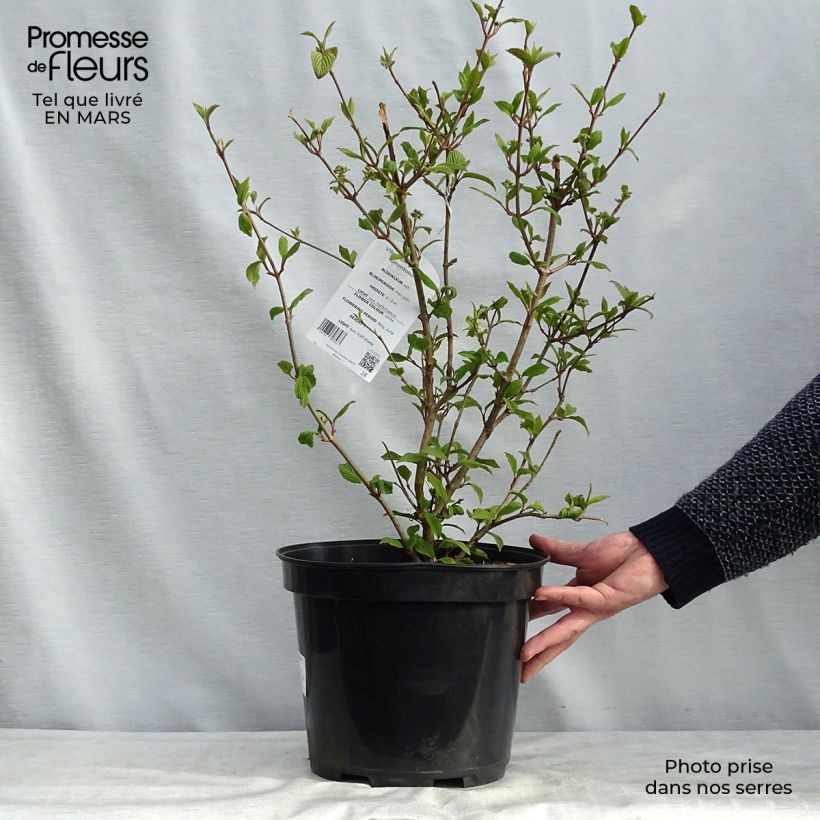Exemplaar van Viburnum plicatum Tomentosum - Japanse sneeuwbal Pot van 7,5 l/10 l zoals geleverd in de lente