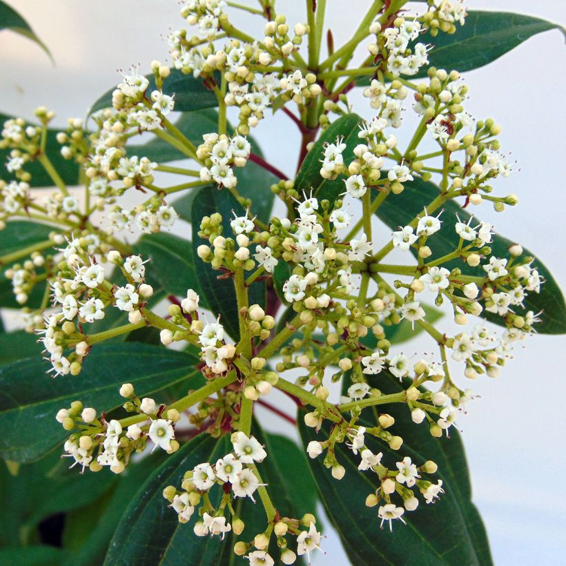 Viburnum davidii Angustifolium - Sneeuwbal (Bloei)
