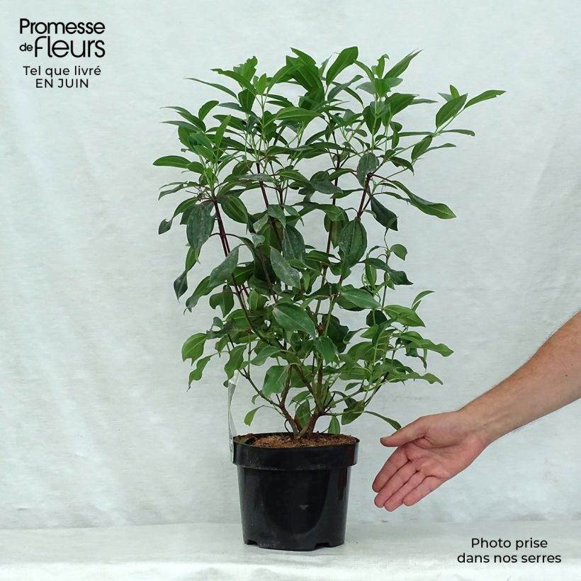 Exemplaar van Viburnum davidii Angustifolium - Sneeuwbal Pot van 3 l/4 l zoals geleverd in de zomer