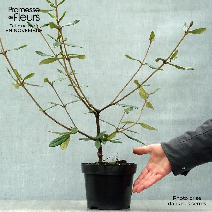 Exemplaar van Viburnum Pragense - Sneeuwbal Pot van 3 l/4 l zoals geleverd in de herfst