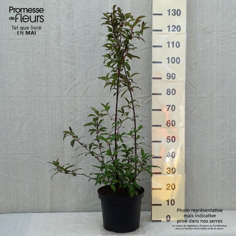 Exemplaar van Viburnum bodnantense Dawn - Wintersneeuwbal Pot van 6 l/7 l zoals geleverd in de lente