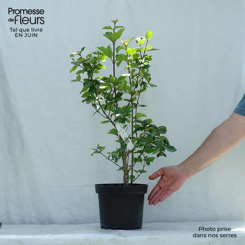 Exemplaar van Viburnum burkwoodii Mohawk - Sneeuwbal Pot van 4 l/5 l zoals geleverd in de zomer
