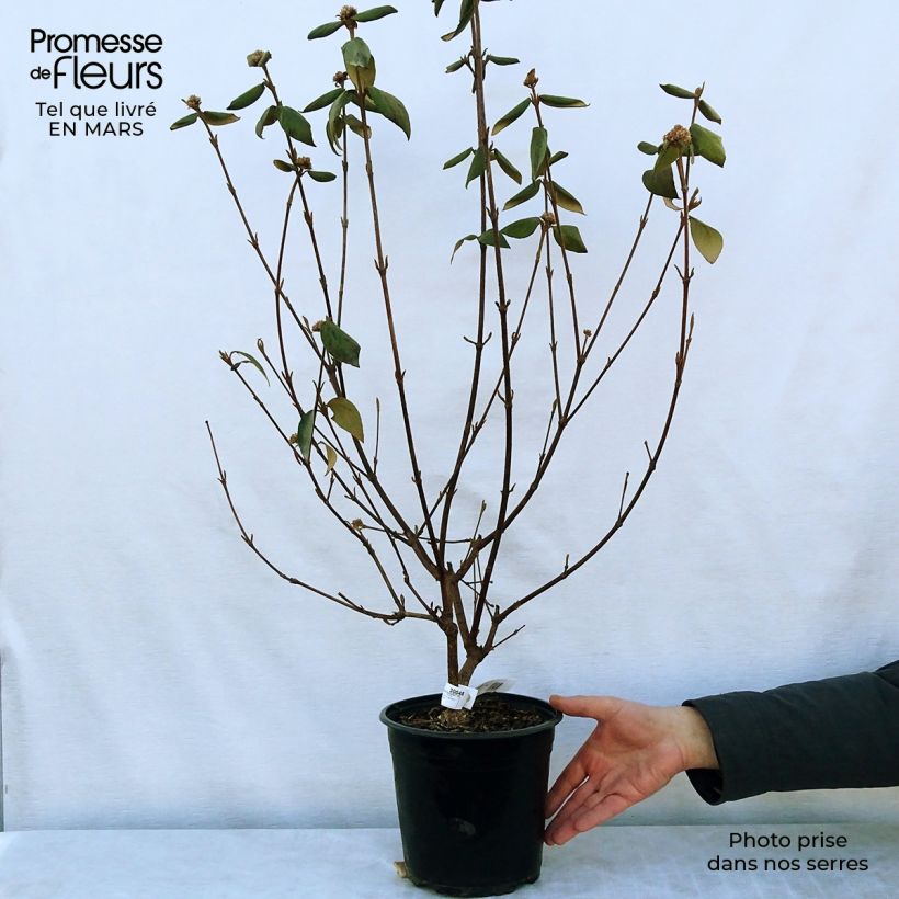 Example of Viburnum burkwoodii Mohawk - Sneeuwbal Pot van 4 l/5 l as you get in printemps