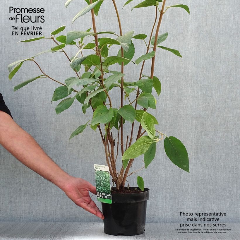 Exemplaar van Viburnum lantana Mohican - Wollige sneeuwbal Pot van 3 l/4 l zoals geleverd in de herfst