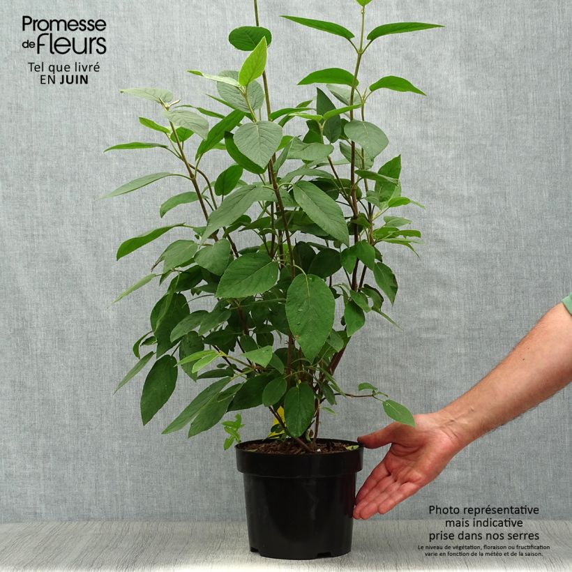 Exemplaar van Viburnum lantana Mohican - Wollige sneeuwbal Pot van 3 l/4 l zoals geleverd in de zomer