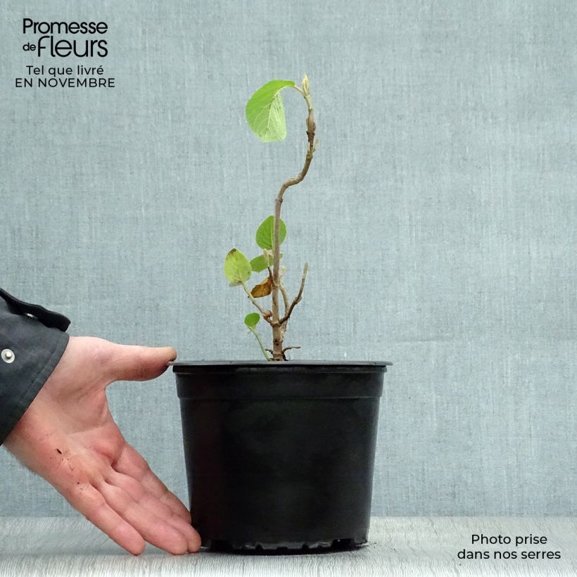 Exemplaar van Viburnum lantana - Wollige sneeuwbal Pot van 1,5 l/2 l zoals geleverd in de herfst
