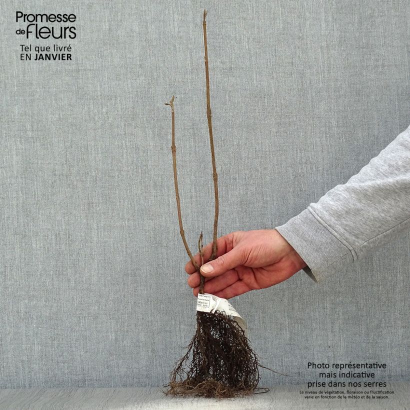 Exemplaar van Viburnum lantana - Wollige sneeuwbal Naakte wortel zoals geleverd in de winter