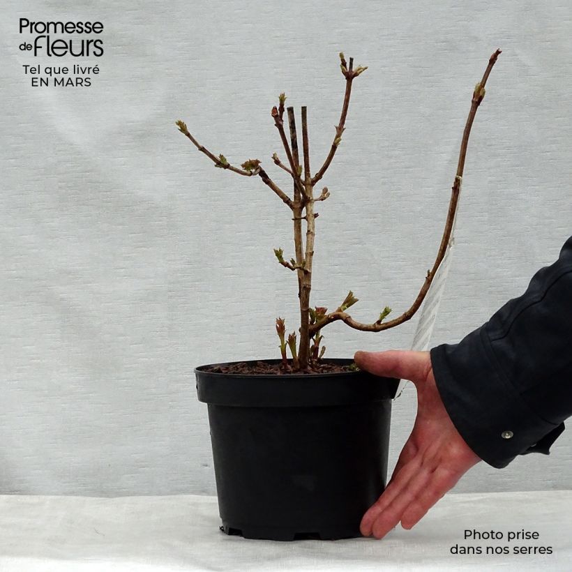 Example of Viburnum opulus Compactum - Gelderse roos Pot van 3 l/4 l as you get in printemps
