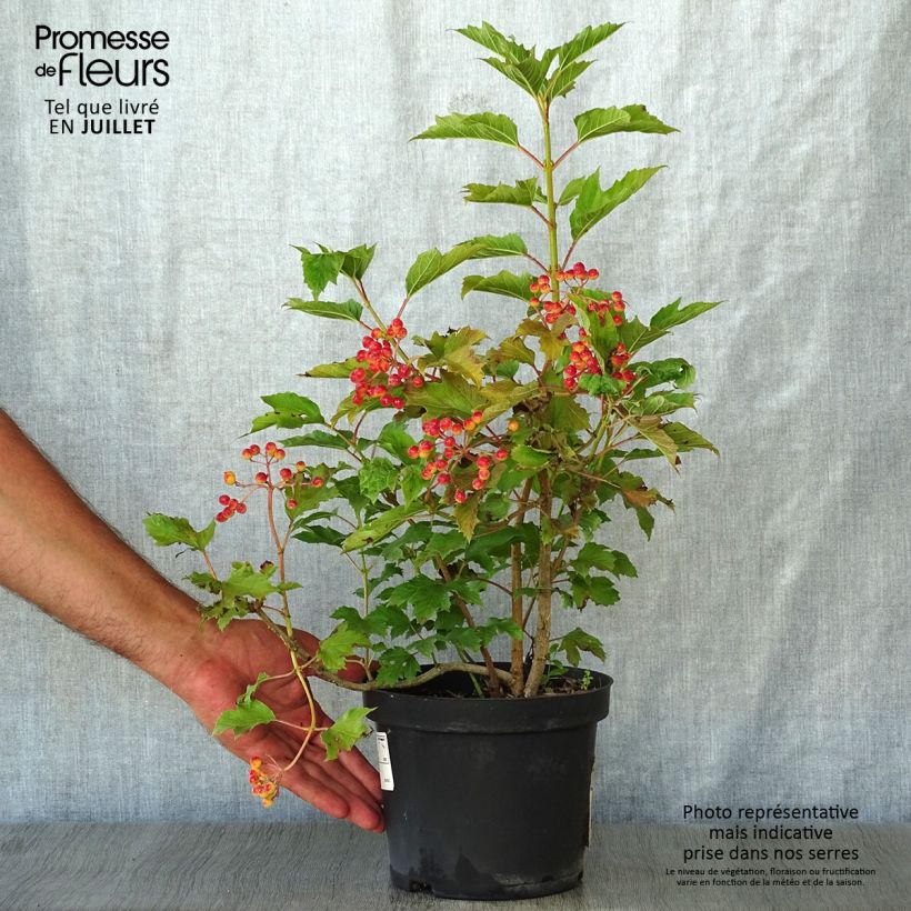 Exemplaar van Viburnum opulus Compactum - Gelderse roos Pot van 3 l/4 l zoals geleverd in de zomer