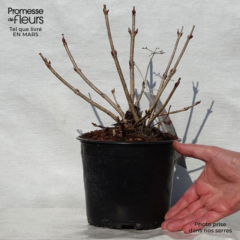 Example of Viburnum opulus Compactum - Gelderse roos Kweekpotje van 8/9 cm as you get in printemps