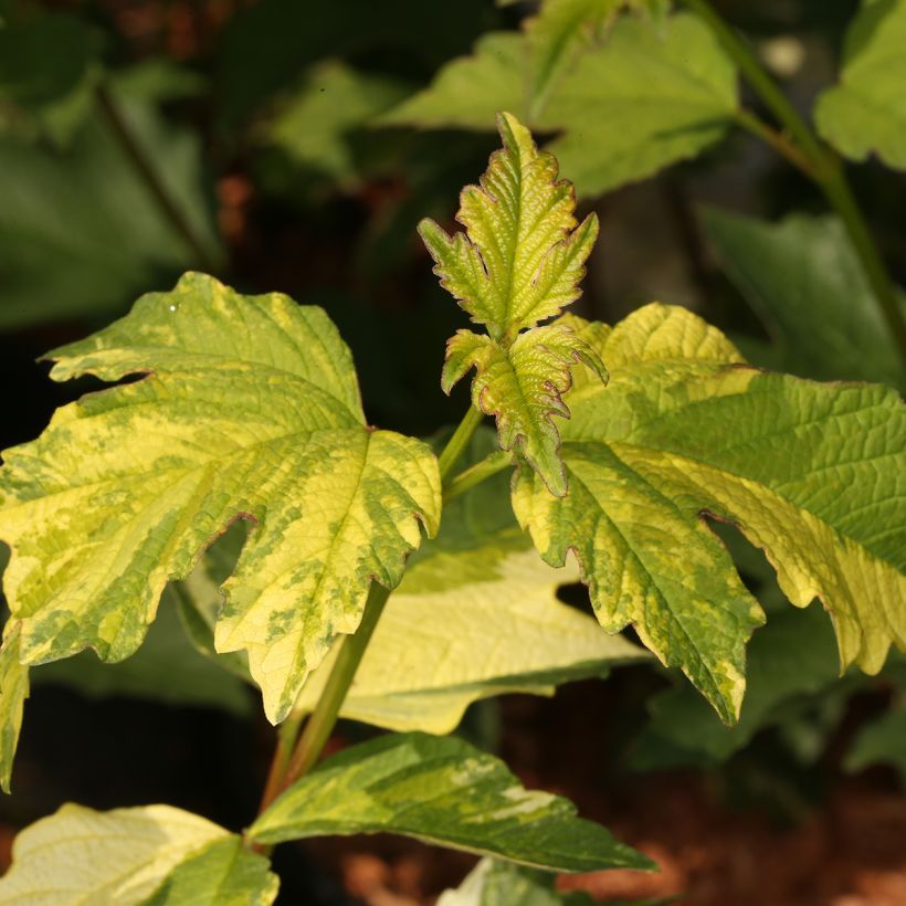 Viburnum opulus Pechcin - Gelderse roos (Blad)