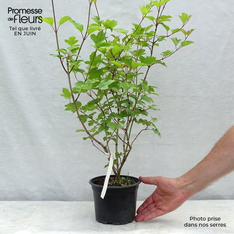 Exemplaar van Viburnum opulus - Gelderse roos Pot van 2 l/3 l zoals geleverd in de zomer