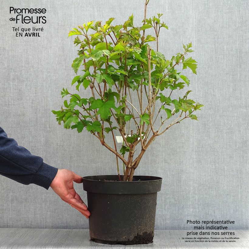 Example of Viburnum opulus - Gelderse roos Pot van 7,5 l/10 l as you get in printemps
