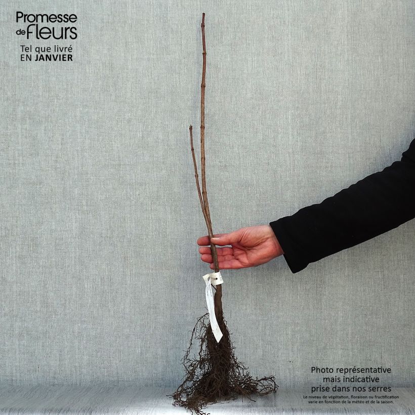 Example of Viburnum opulus - Gelderse roos Naakte wortel as you get in hiver