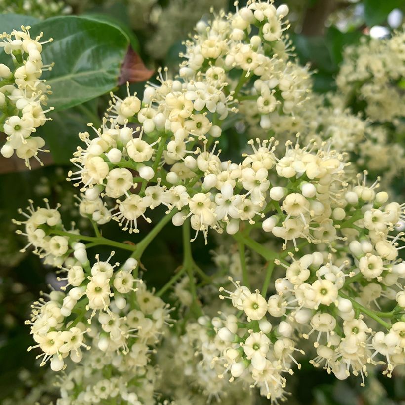 Viburnum odoratissimum - Sneeuwbal (Bloei)