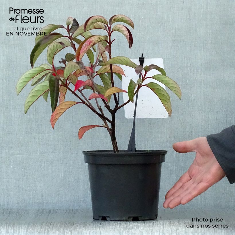 Exemplaar van Viburnum Le Bois Marquis - Groenblijvende sneeuwbal Pot van 3 l/4 l zoals geleverd in de herfst