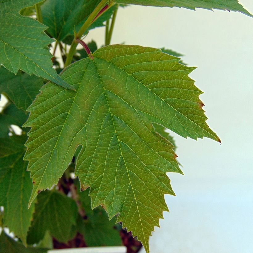 Viburnum trilobum Bailey Compact - Sneeuwbal (Blad)