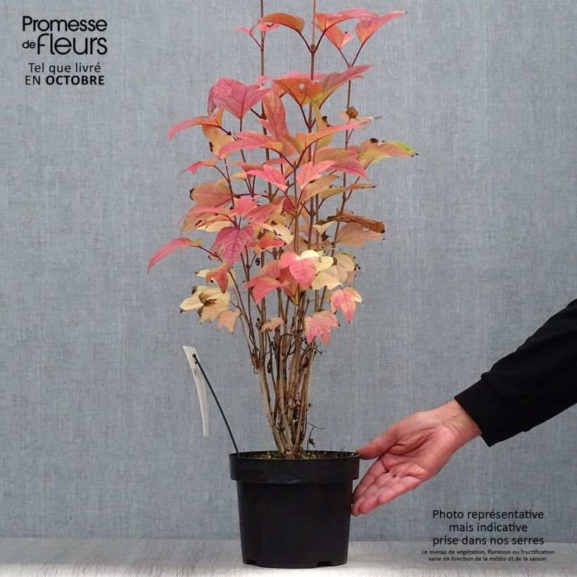 Exemplaar van Viburnum trilobum Bailey Compact - Sneeuwbal Pot van 3 l/4 l zoals geleverd in de herfst