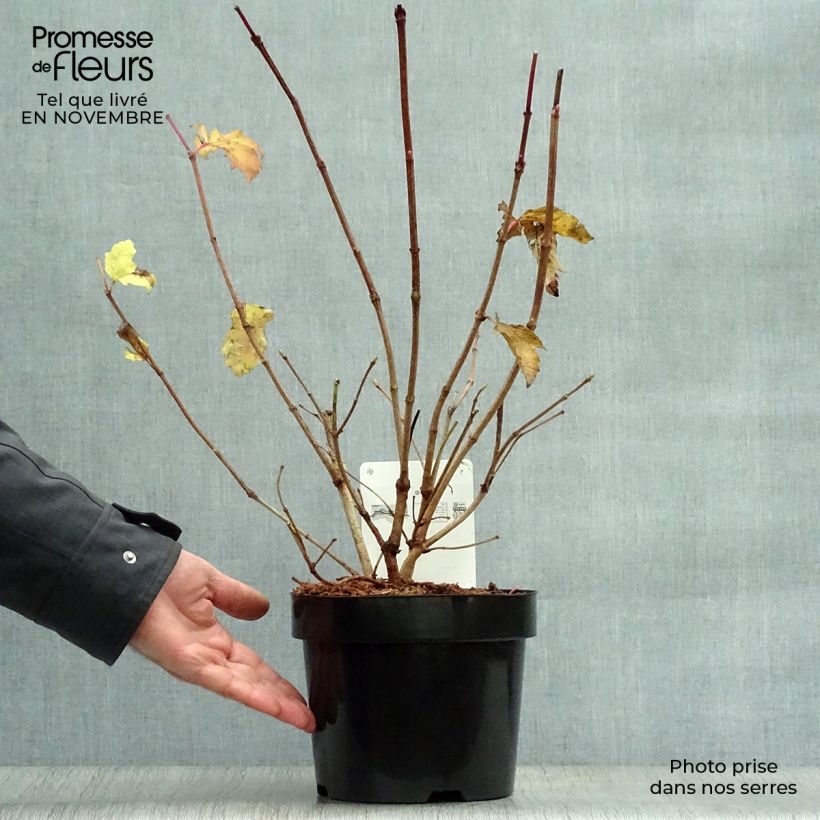 Exemplaar van Viburnum trilobum Wentworth - Sneeuwbal Pot van 3 l/4 l zoals geleverd in de herfst