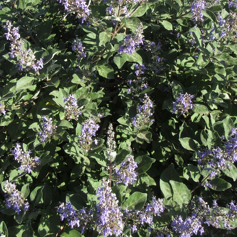 Vitex Chicagoland Blues - Kuise boom (Bloei)
