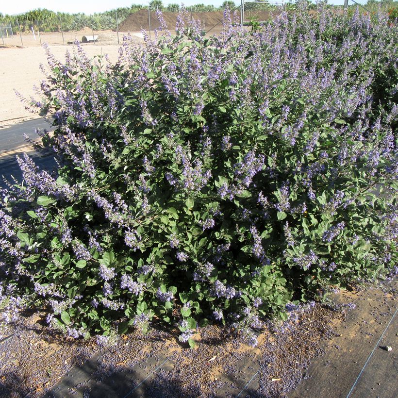 Vitex Chicagoland Blues - Kuise boom (Groeiplaats)