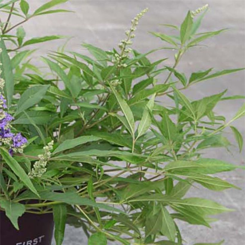 Vitex agnus-castus Blue Puffball - Kuise boom (Blad)