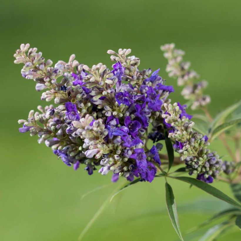 Vitex agnus-castus Blue Puffball - Kuise boom (Bloei)
