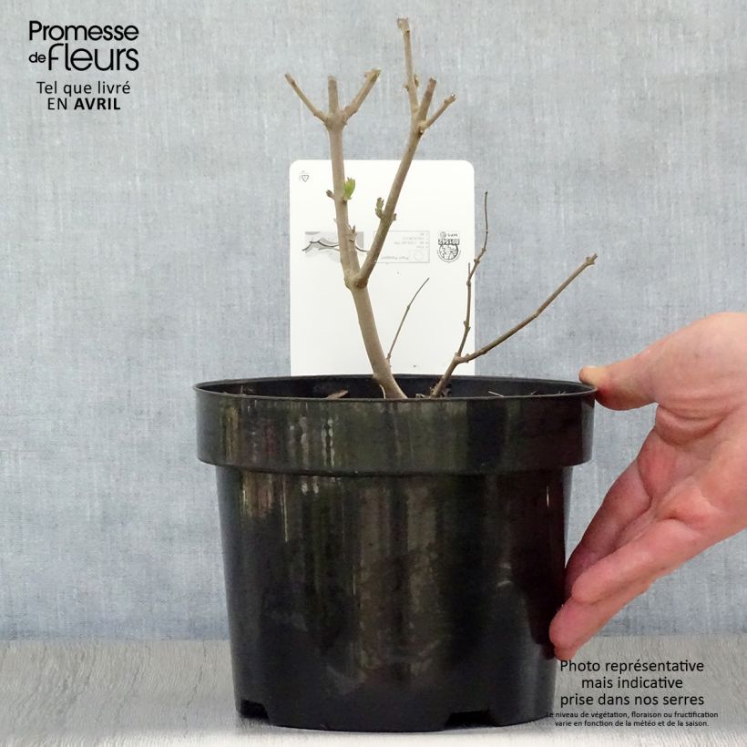 Exemplaar van Vitex agnus-castus Albus - Kuise boom Pot van 3 l/4 l zoals geleverd in de lente