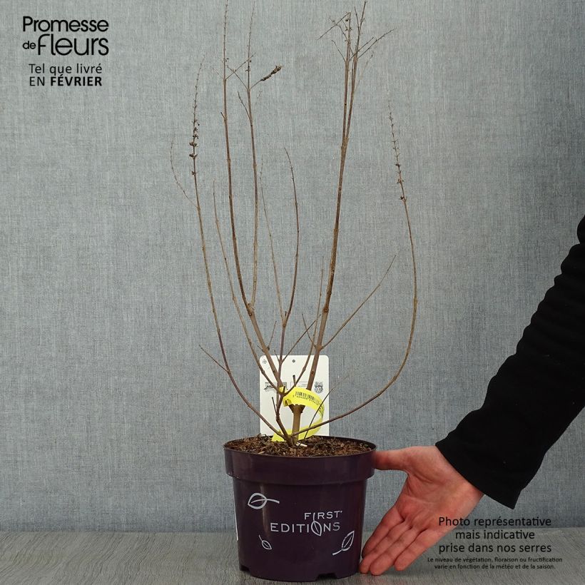 Exemplaar van Vitex agnus-castus Galactic Pink - Gattilier Pot de 3L/4L zoals geleverd in de winter