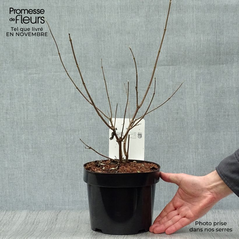 Exemplaar van Vitex agnus-castus Latifolia - Kuise boom Pot van 2 l/3 l zoals geleverd in de herfst