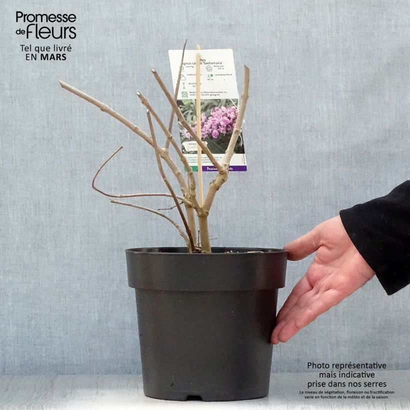 Exemplaar van Vitex agnus-castus Santamaria - Kuise boom Pot van 3 l/4 l zoals geleverd in de lente