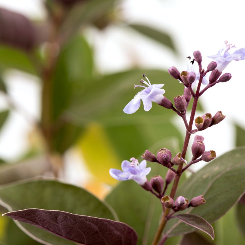 Vitex trifolia Purpurea - Arabische sering (Bloei)