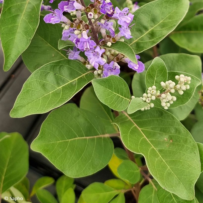 Vitex Chicagoland Blues - Kuise boom (Blad)