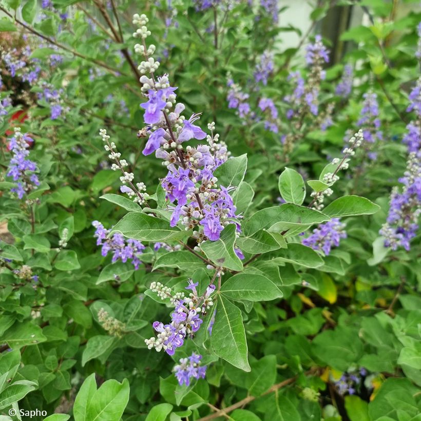 Vitex Chicagoland Blues - Kuise boom (Bloei)