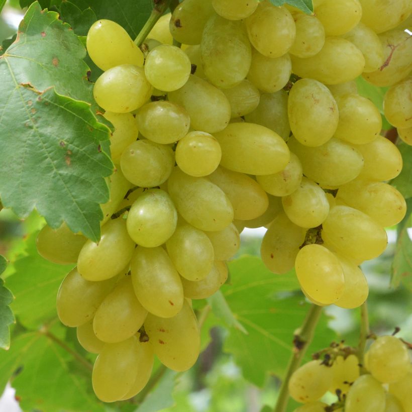 Druif Centennial Seedless (Oogst)