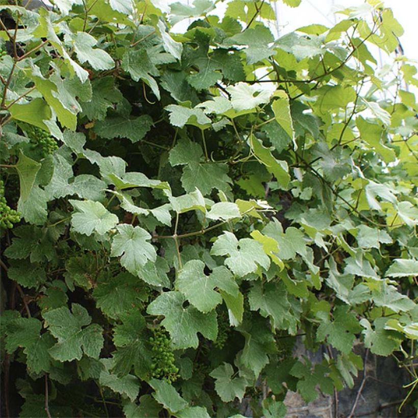 Vitis Incana - Wijnstok (Groeiplaats)