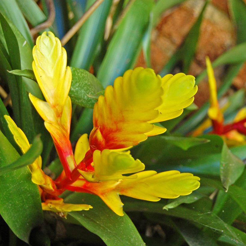 Vriesea Delphinus - Vlammend zwaard (Bloei)