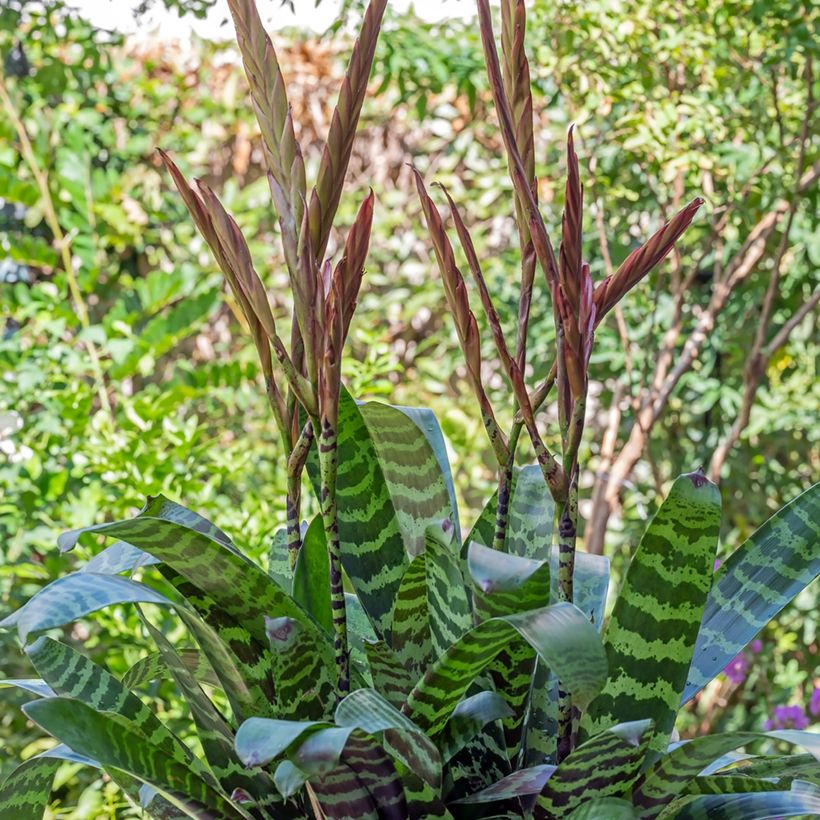 Vriesea Favoriet - Bromelia (Groeiplaats)