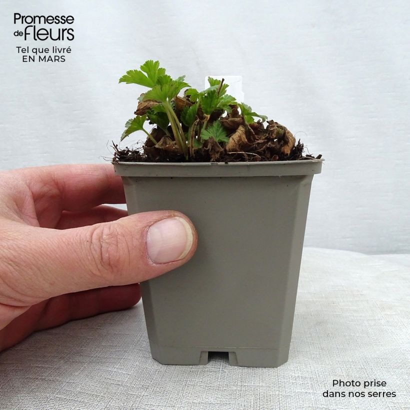 Exemplaar van Waldsteinia geoides - Gele aardbei Kweekpotje van 8/9 cm zoals geleverd in de lente