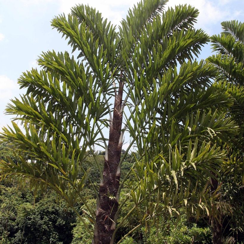 Wallichia disticha - Waaierpalm (Groeiplaats)