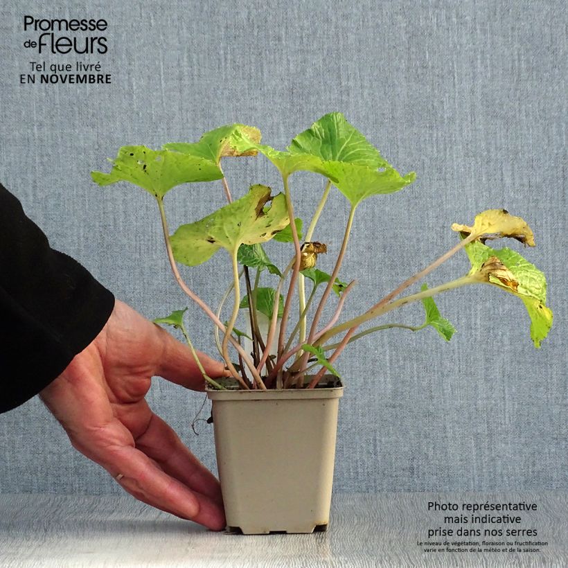 Exemplaar van Wasabi - Eutrema japonicum Kweekpotje van 8/9 cm zoals geleverd in de herfst